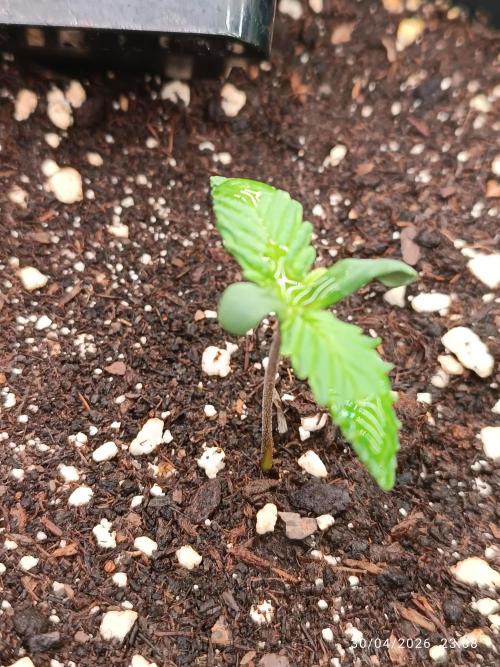 Strawberry 🍓 gorilla 🦍  auto RF 3. Week 1