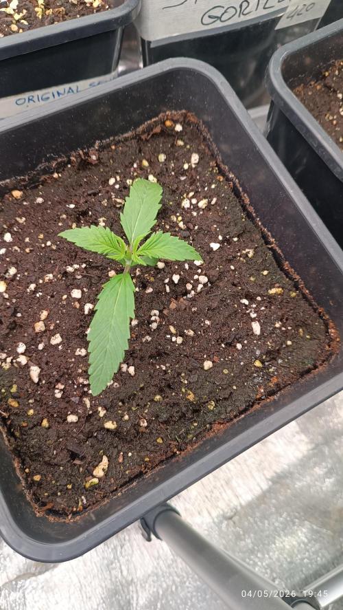 Strawberry 🍓 gorilla 🦍  auto RF 3. Week 1