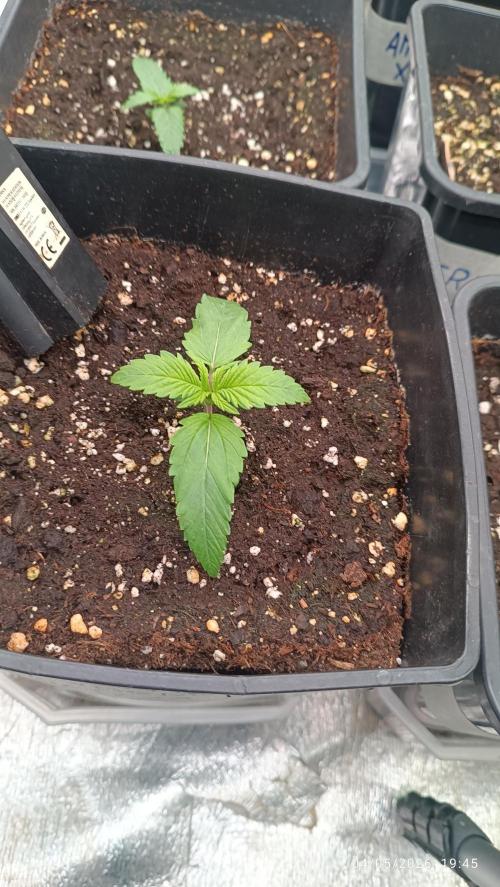 Strawberry 🍓 gorilla 🦍  auto RF 3. Week 1