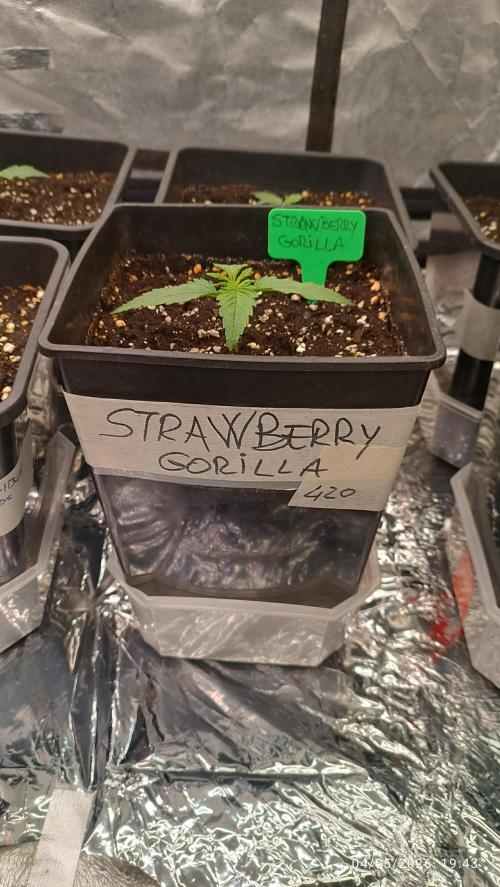 Strawberry 🍓 gorilla 🦍  auto RF 3. Week 1