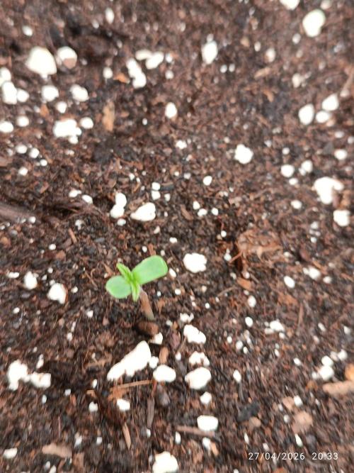 Creamzilla auto. Week 0