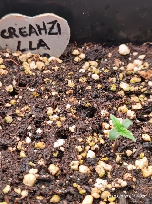 Creamzilla auto. Week 0