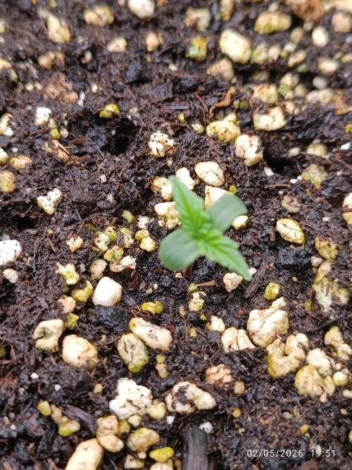 Creamzilla auto. Week 0