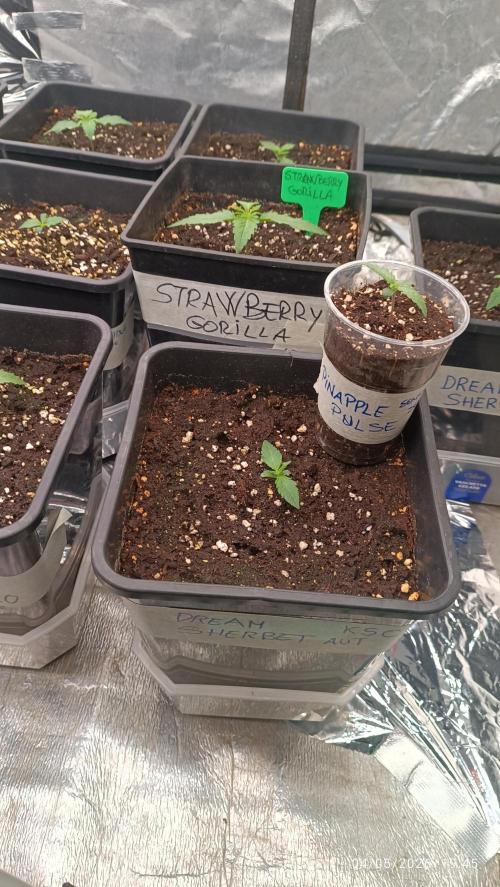 Creamzilla auto. Week 0
