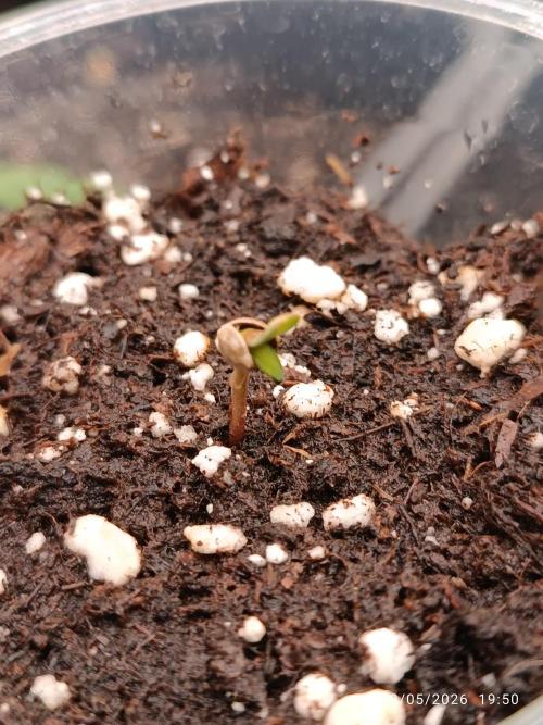 Creamzilla auto. Week 0