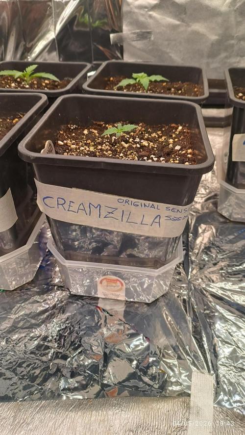 Creamzilla auto. Week 1