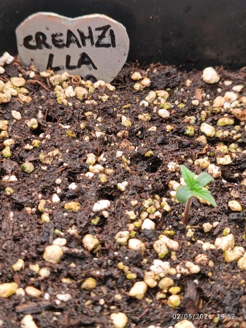 Creamzilla auto. Week 1