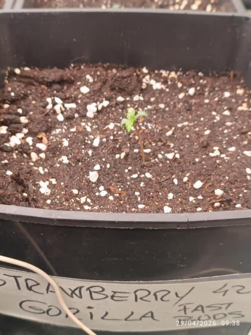 Strawberry 🍓 gorilla 🦍  auto RF 3. Week 0