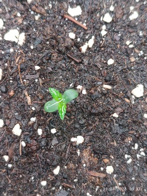 Strawberry 🍓 gorilla 🦍  auto RF 3. Week 0
