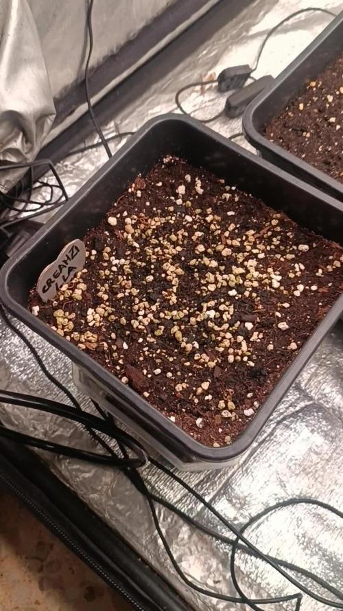 Creamzilla auto