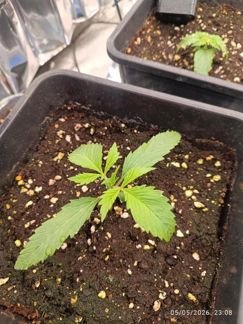 Strawberry 🍓 gorilla 🦍  auto RF 3. Week 2