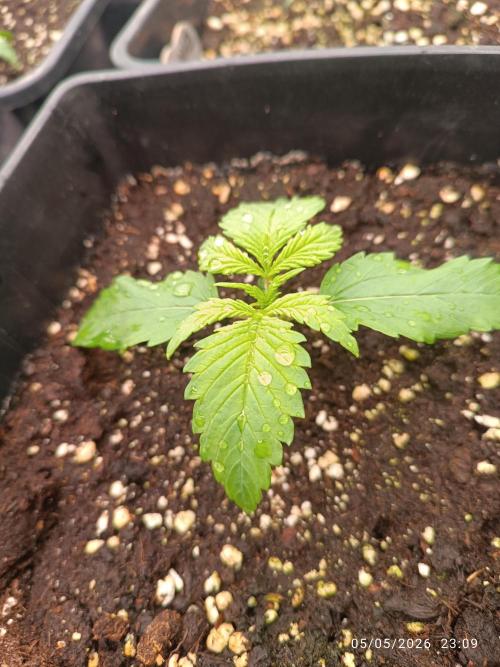 Strawberry 🍓 gorilla 🦍  auto RF 3. Week 2