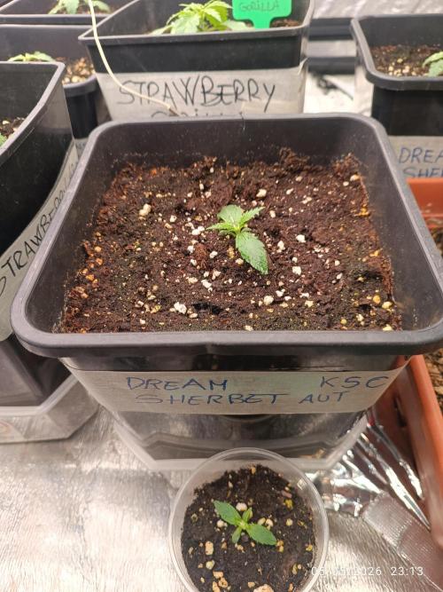 dream Sherbet KANNABIA. Week 2