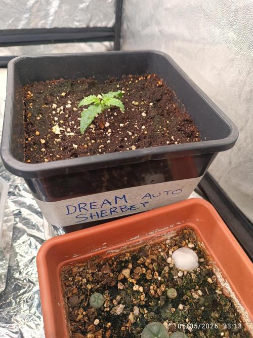 dream Sherbet KANNABIA. Week 2