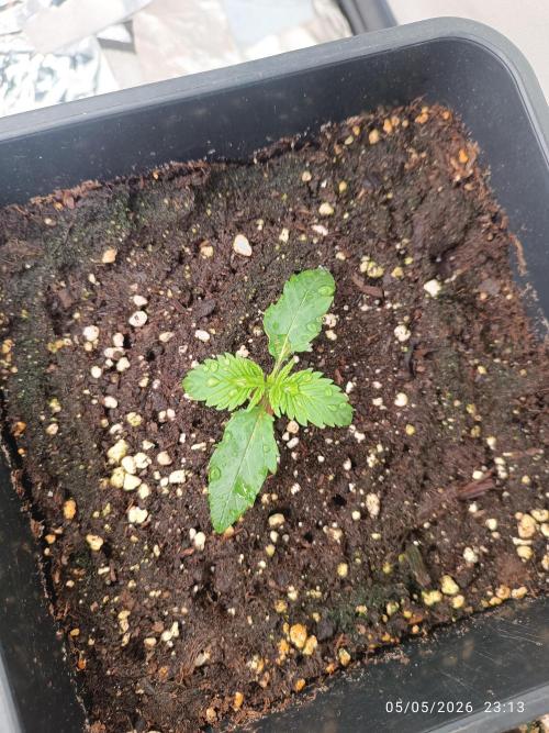 dream Sherbet KANNABIA. Week 2