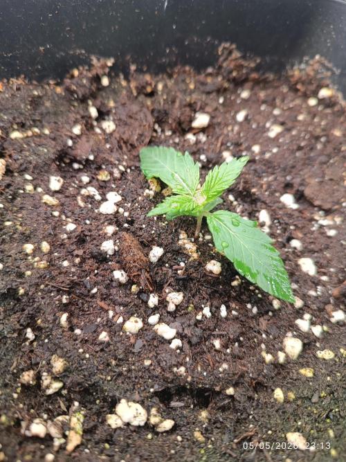 dream Sherbet KANNABIA. Week 2