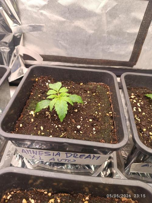 Amnesia Dream xl Auto KANNABIA. Week 2