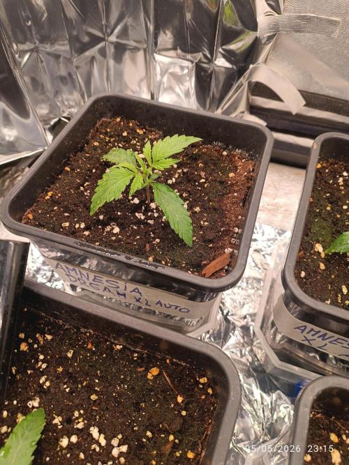 Amnesia Dream xl Auto KANNABIA. Week 2