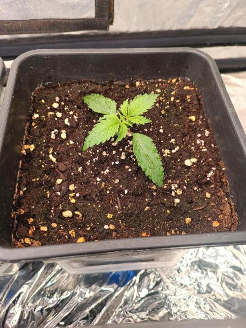 Amnesia Dream xl Auto KANNABIA. Week 2