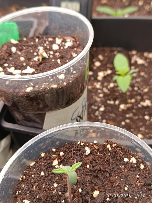 pinapple pulse auro. Week 0