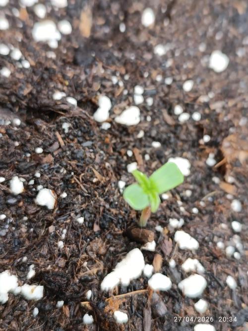 Pineapple Pulse Auto. Week 0