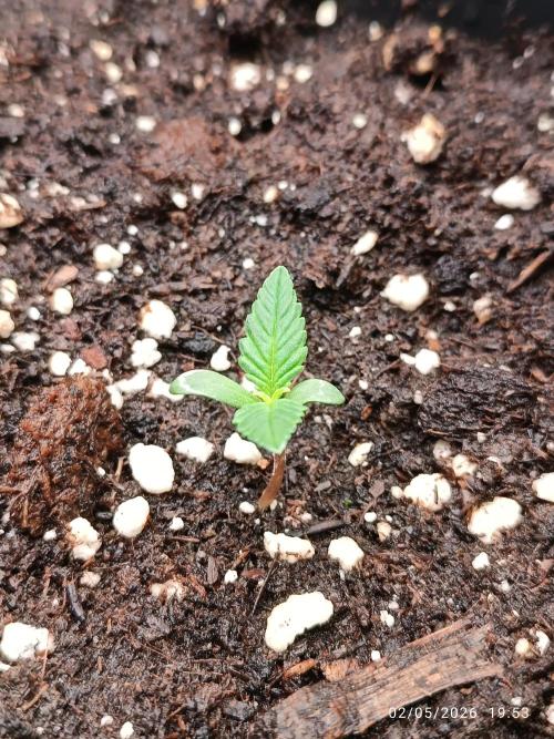 pinapple pulse auro. Week 1