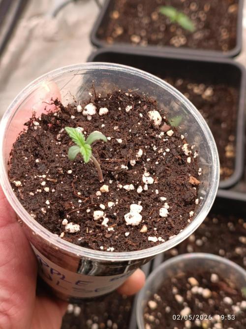 pinapple pulse auro. Week 1