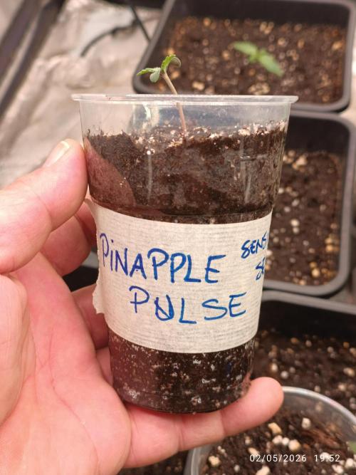pinapple pulse auro. Week 1
