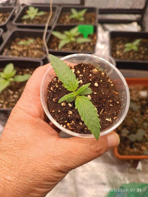 pinapple pulse auro. Week 1