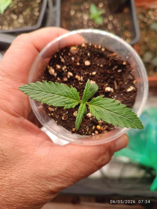 Pineapple Pulse Auto. Week 1