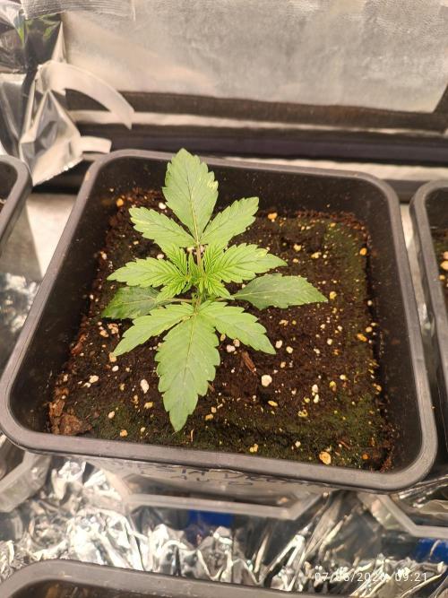 Amnesia Dream xl Auto KANNABIA. Week 2