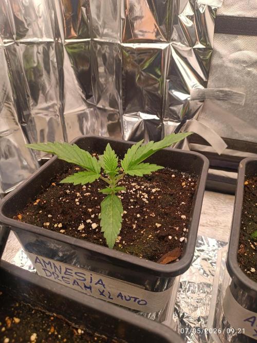 Amnesia Dream xl Auto KANNABIA. Week 2