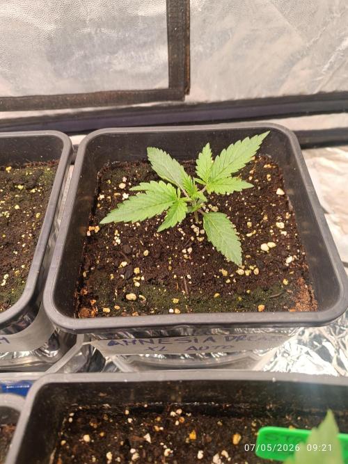 Amnesia Dream xl Auto KANNABIA. Week 2