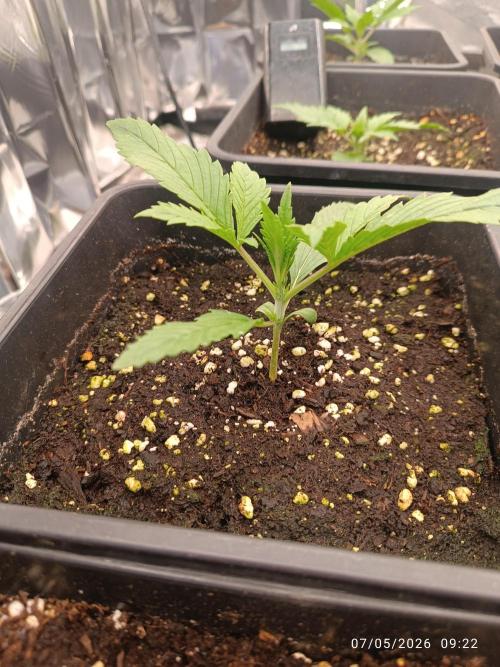 Amnesia Dream xl Auto KANNABIA. Week 2