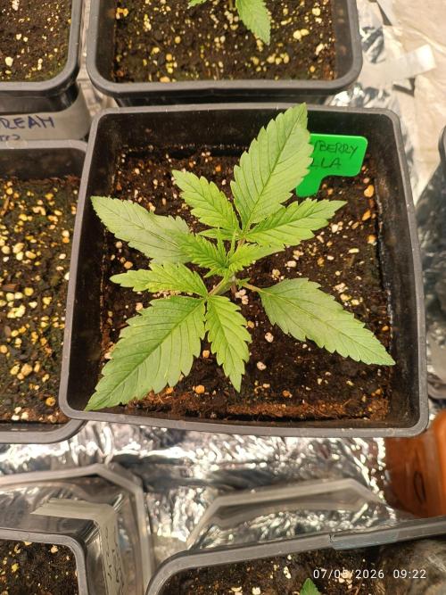 Amnesia Dream xl Auto KANNABIA. Week 2