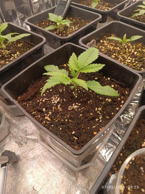 Amnesia Dream xl Auto KANNABIA. Week 2