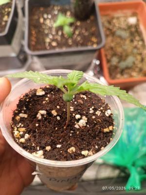 pinapple pulse auro. Week 1
