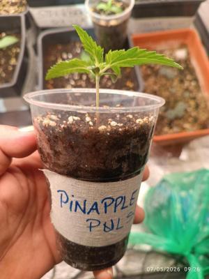pinapple pulse auro. Week 1