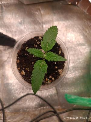 Pineapple Pulse Auto. Week 1