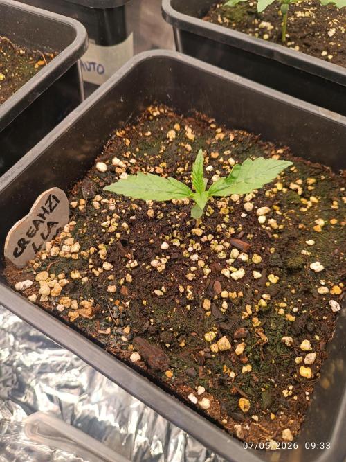 Creamzilla auto. Week 1