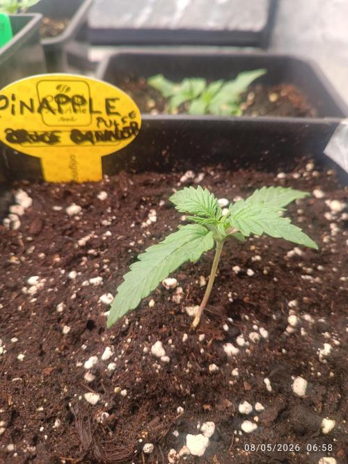 pinapple pulse auro. Week 1 - ecco travasare  la prima PINAPPLE PULSE 