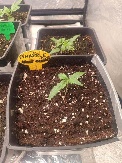 Pineapple Pulse Auto. Week 1