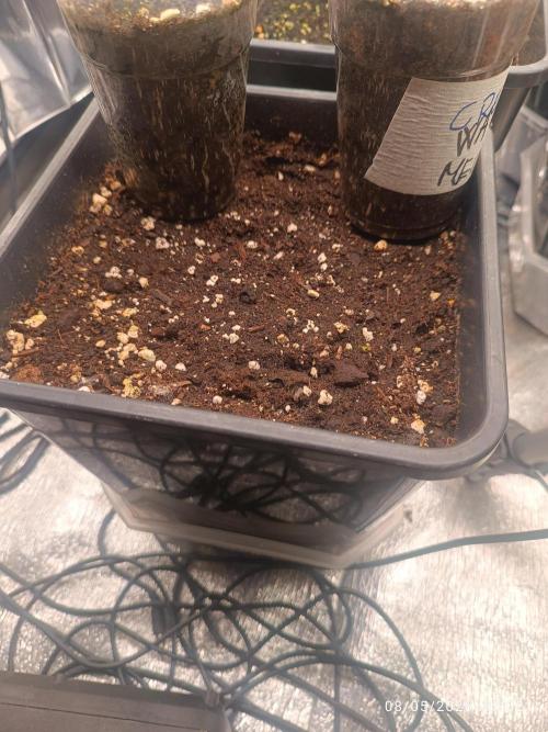 Pineapple Pulse Auto. Week 0
