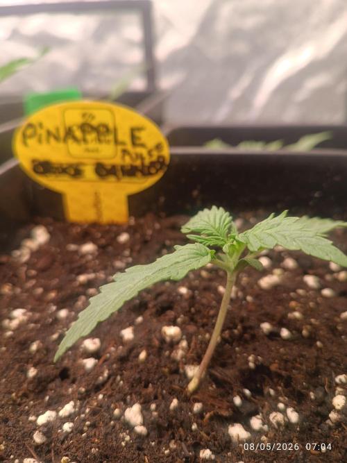 Pineapple Pulse Auto. Week 1