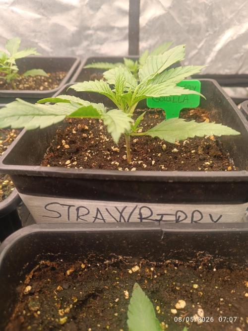 Strawberry 🍓 gorilla 🦍  auto RF 3. Week 2