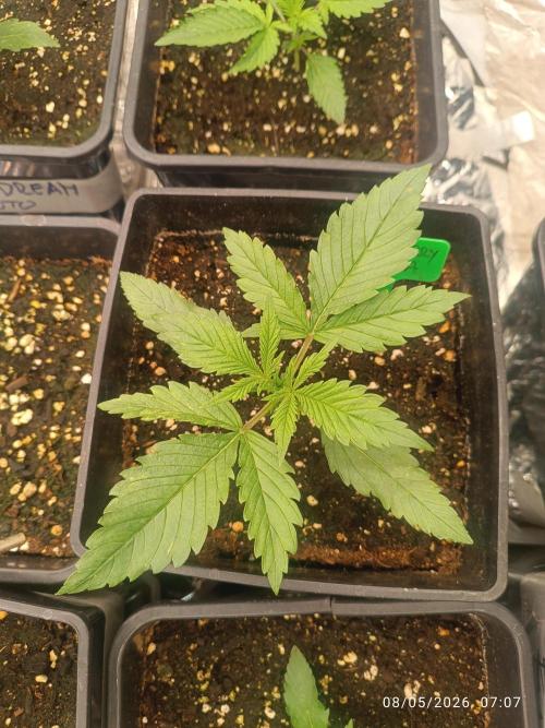 Strawberry 🍓 gorilla 🦍  auto RF 3. Week 2