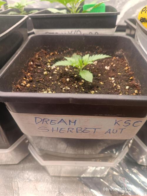 dream Sherbet KANNABIA. Week 2