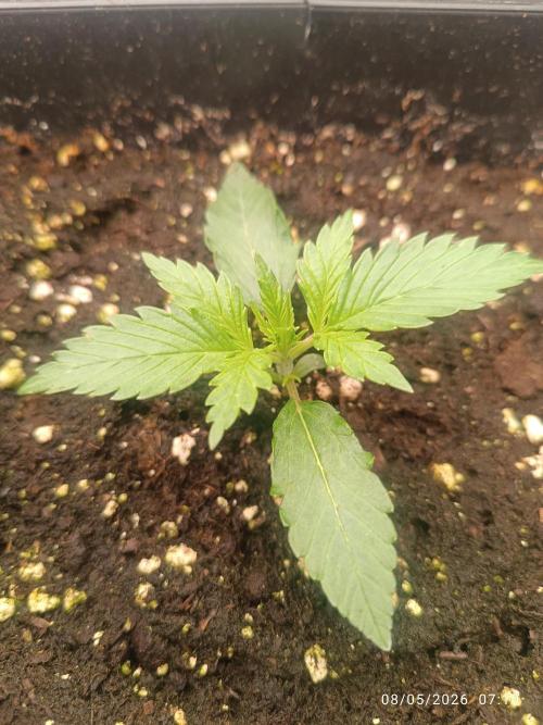 dream Sherbet KANNABIA. Week 2