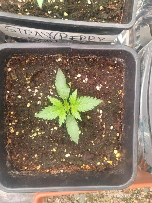 dream Sherbet KANNABIA. Week 2