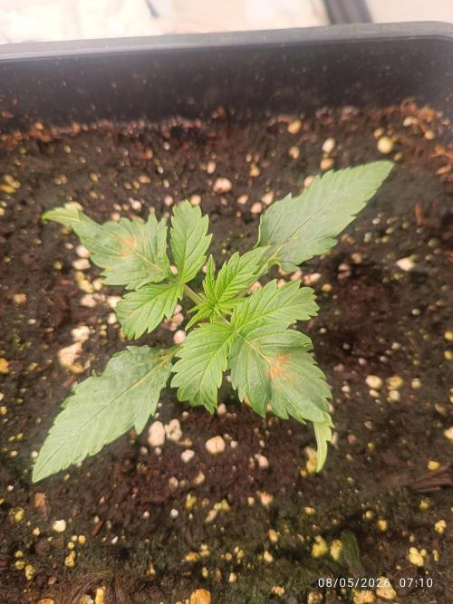 dream Sherbet KANNABIA. Week 2